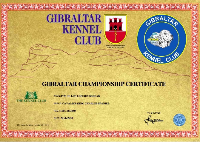 De Los Ursidos Kodiak - CH Jr PT Ivy de los Ursidos Kodiak Championne du Gibraltar