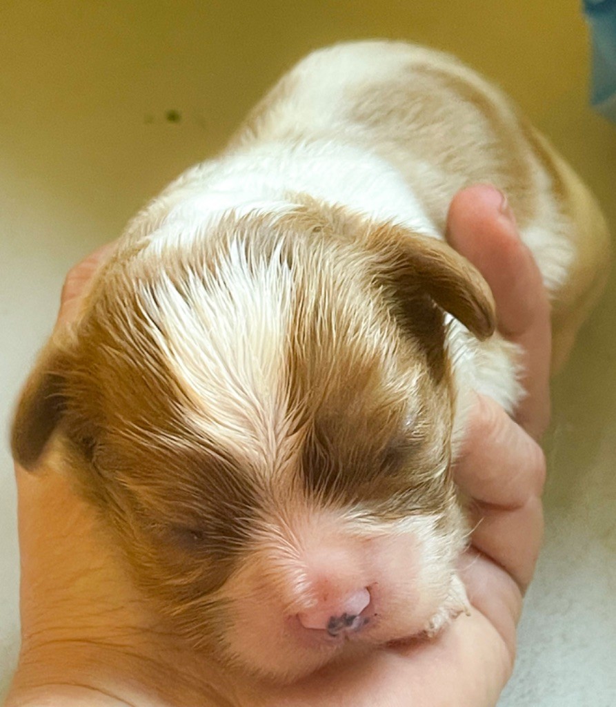 chiot Cavalier King Charles Spaniel De Los Ursidos Kodiak