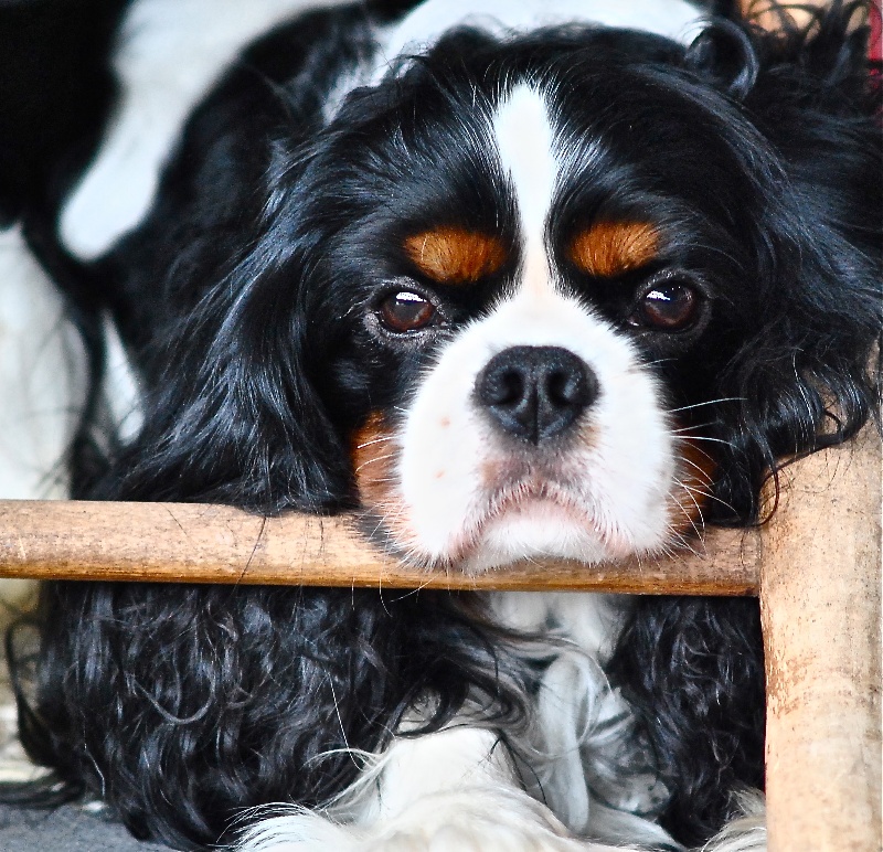 CH. magdanel 's Crusoe